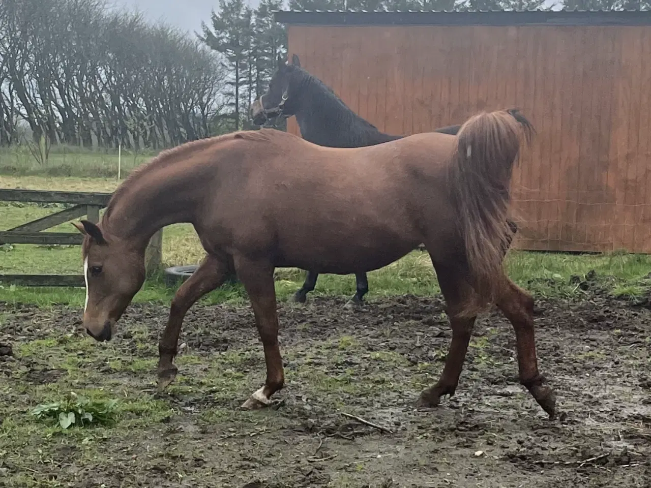 Billede 2 - Fantastisk lille hoppe