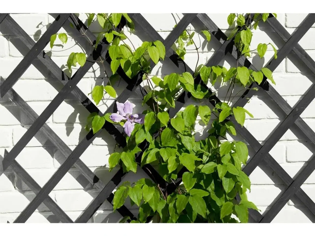 Billede 3 - Nature espalier 50x150 cm træ antracitgrå