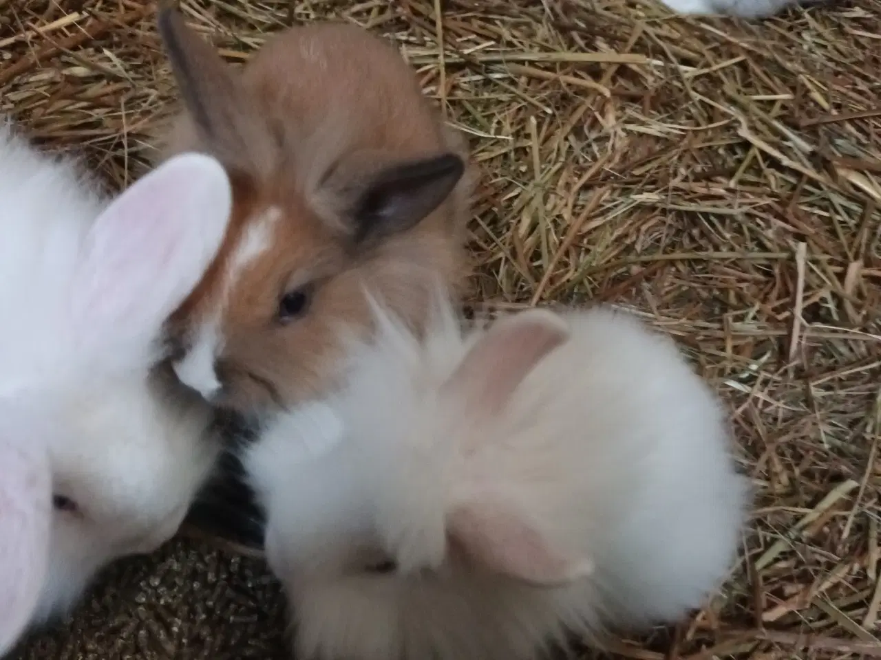 Billede 2 - Kaninunger