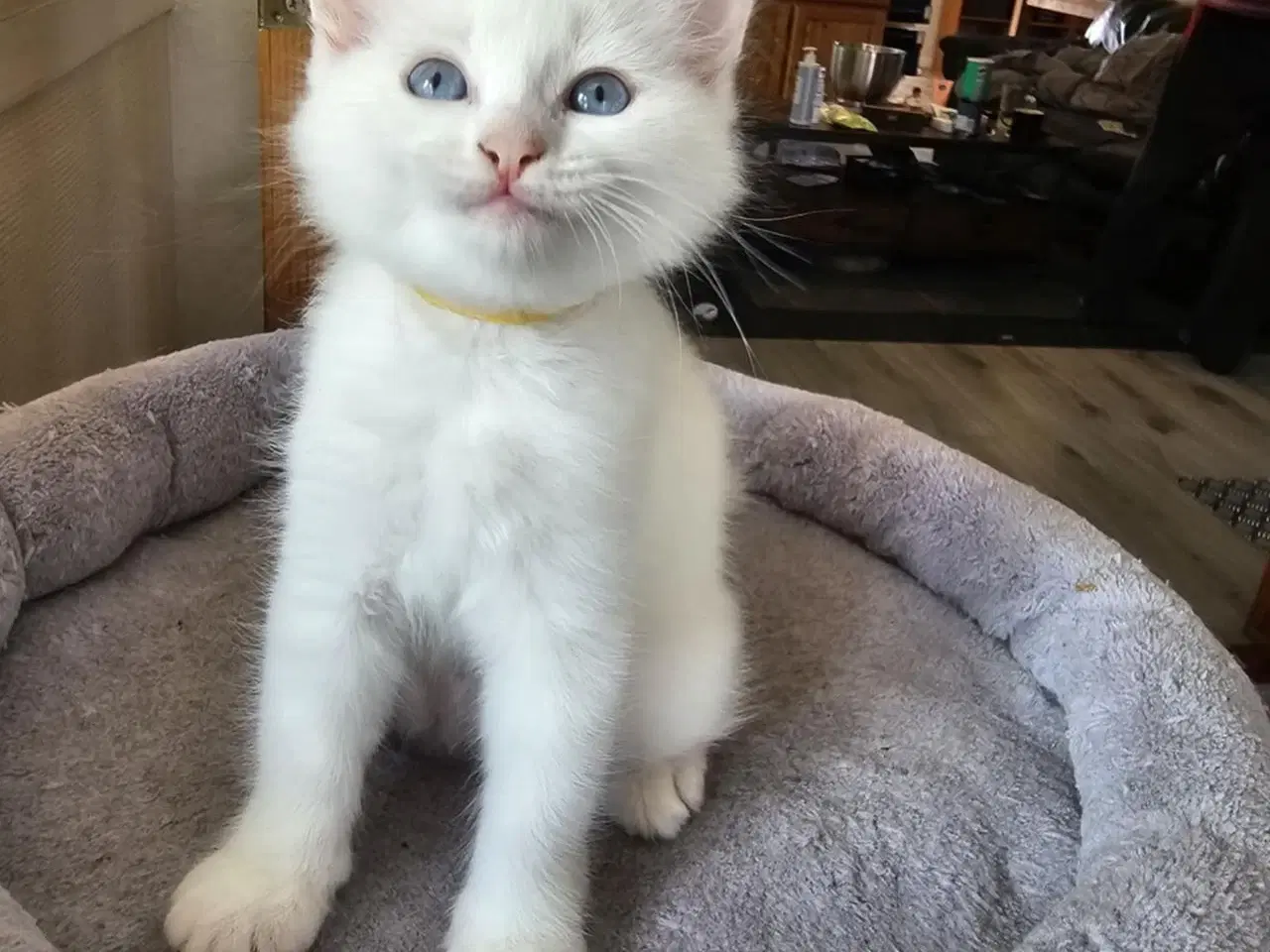Billede 4 - Hellig birma/ragdoll blandinger 