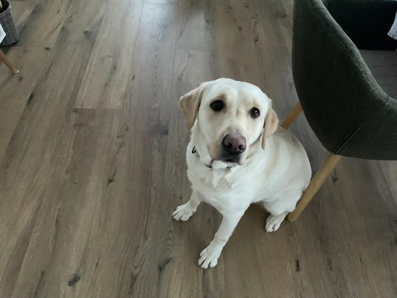 Billede 4 - Hvalpe på vej