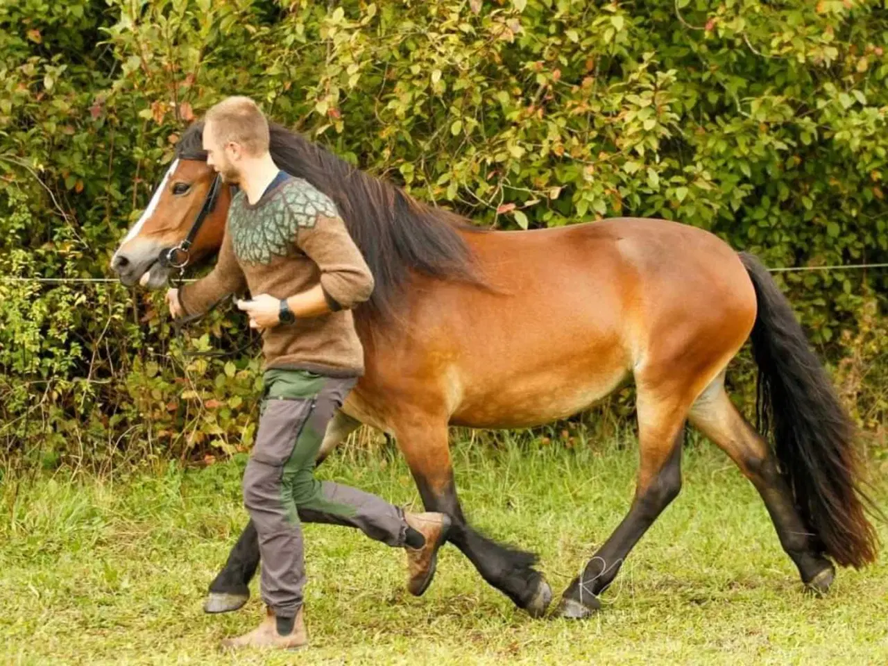 Billede 6 - Nordsvensk hoppe sælges 