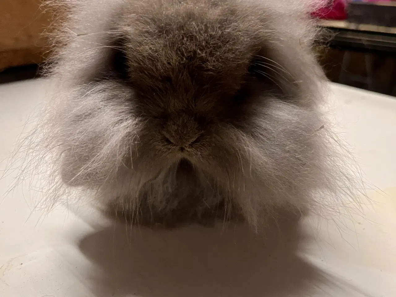 Billede 2 - Minilop. Enkel manket Lion lop