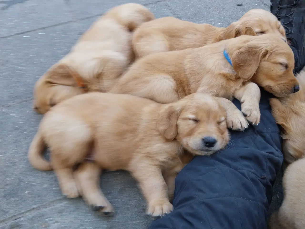 Billede 11 - Golden retriver hvalpe familie og jagthunde 