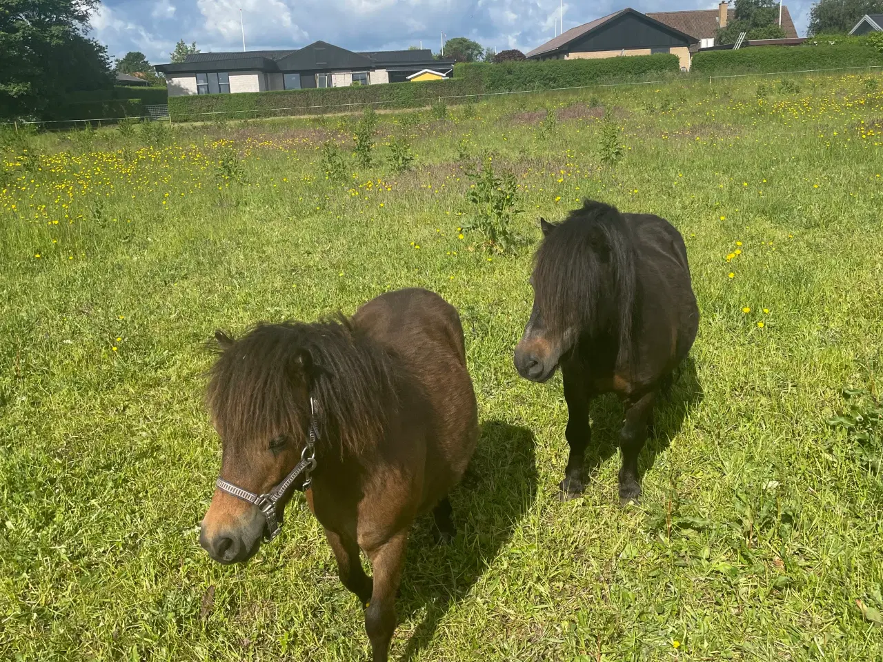 Billede 3 - Shetlænder hingst 