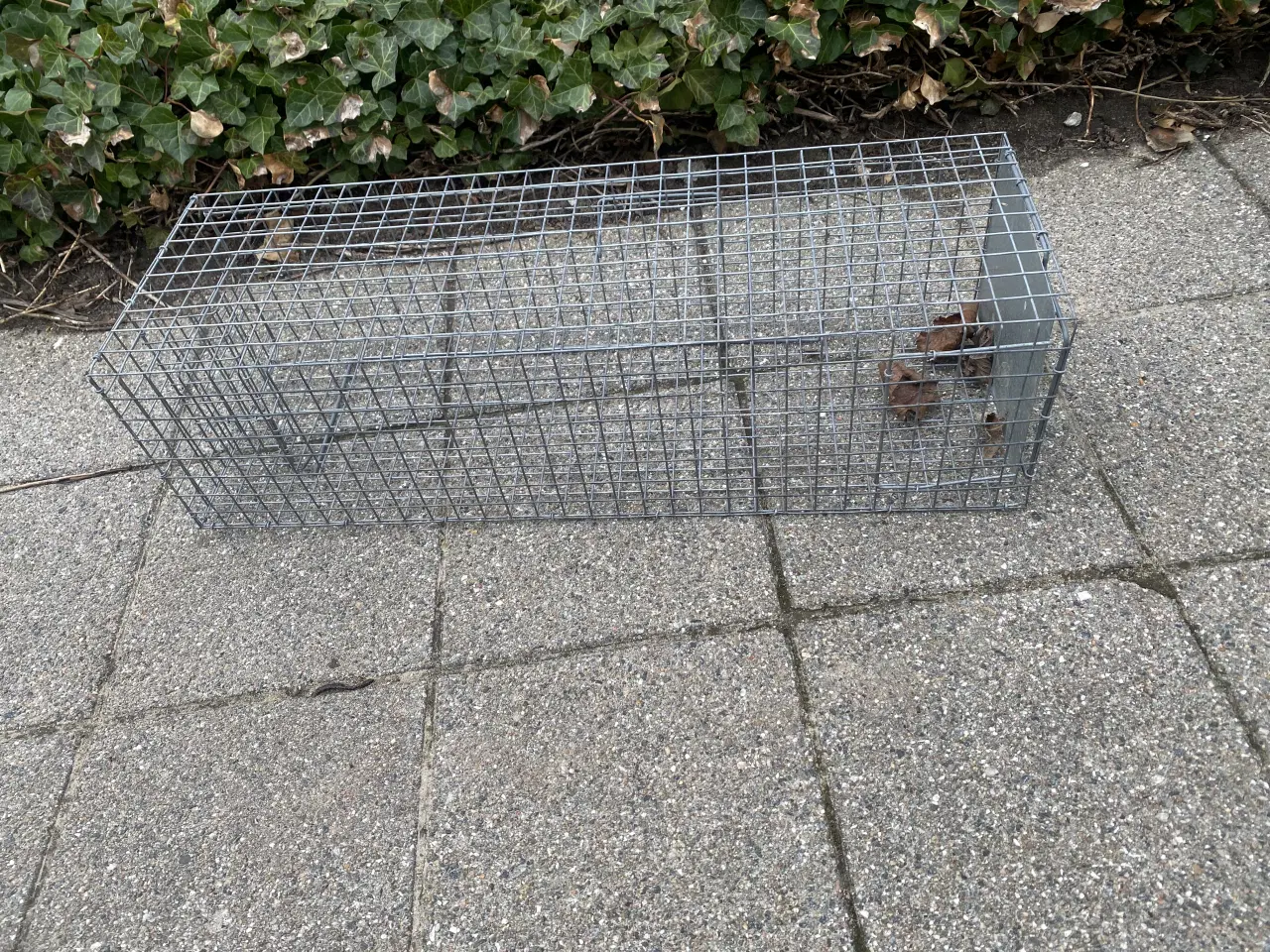 Billede 2 - Mårfælde til at fange husmår eller lignende