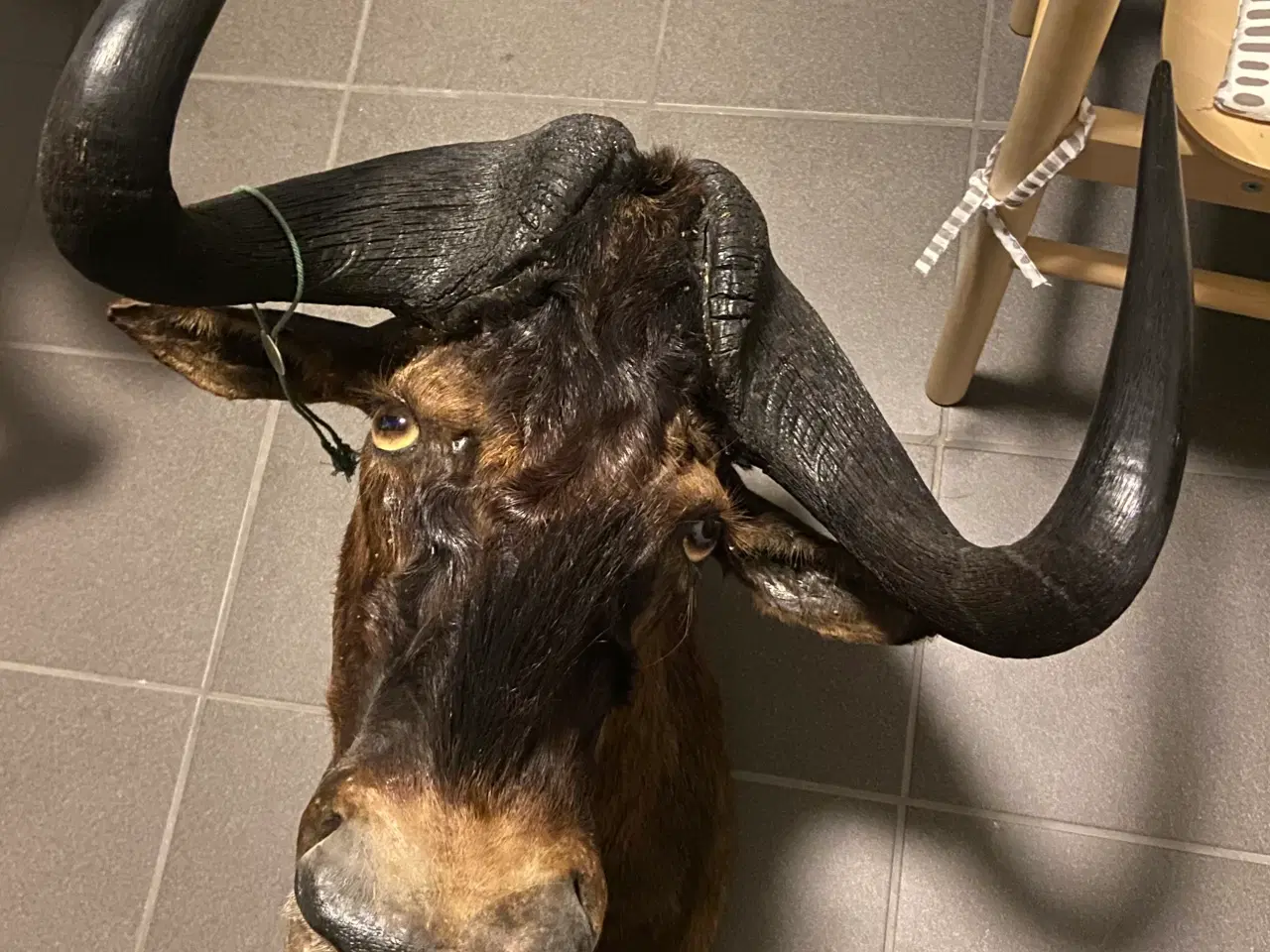 Billede 1 - Blue wildebeest, gnu, sølvmedalje