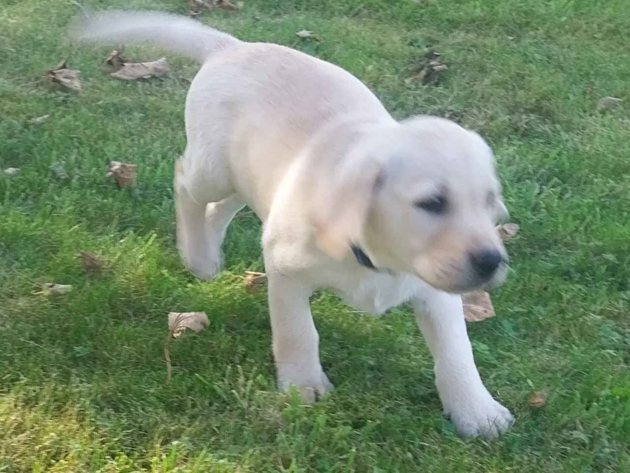 Billede 3 - Gule labrador hvalpe.