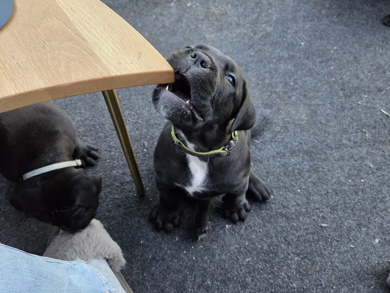 Billede 3 - CaneCorso hvalpe