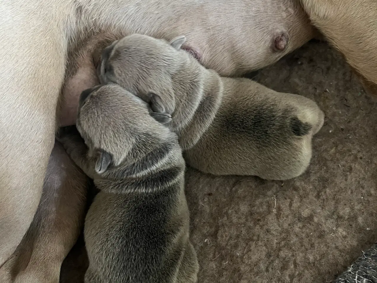 Billede 5 - Fransk bulldog hvalpe 