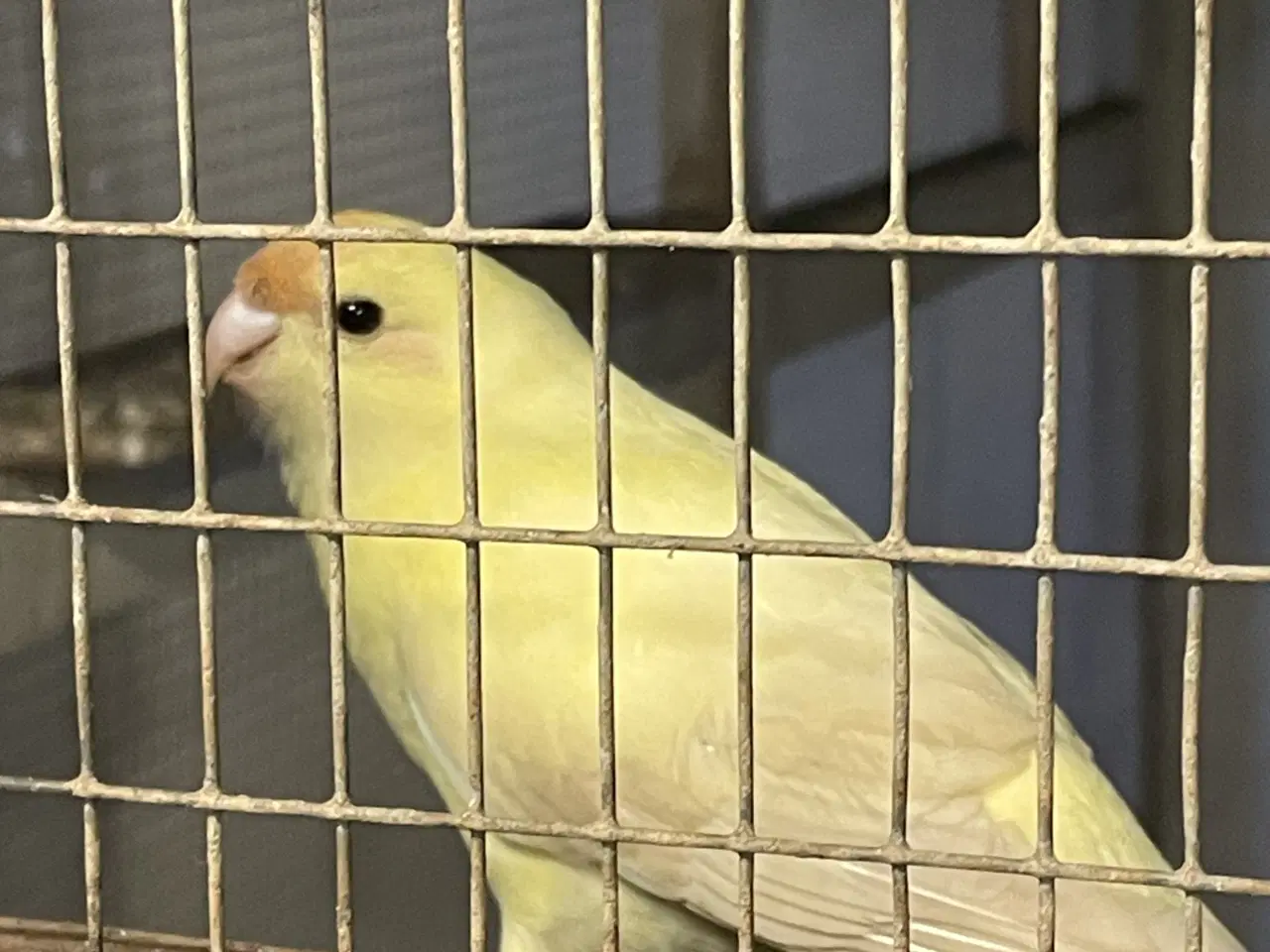 Billede 1 - Søger en 1,0 cremefarvet gedeparakit