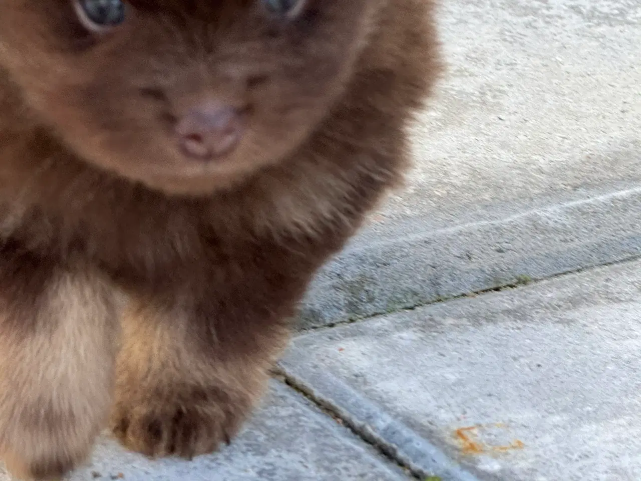 Billede 6 - Pomerania hvalpe 1 pige tilbage