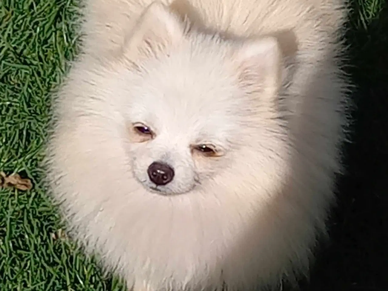 Billede 8 - Smuk Pomeranian dreng