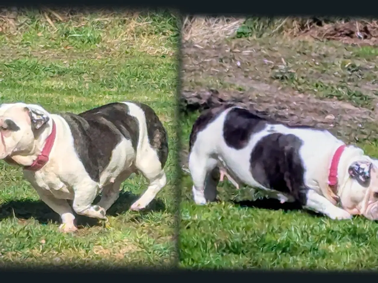 Billede 17 - Shorty Bull, m/tavle.