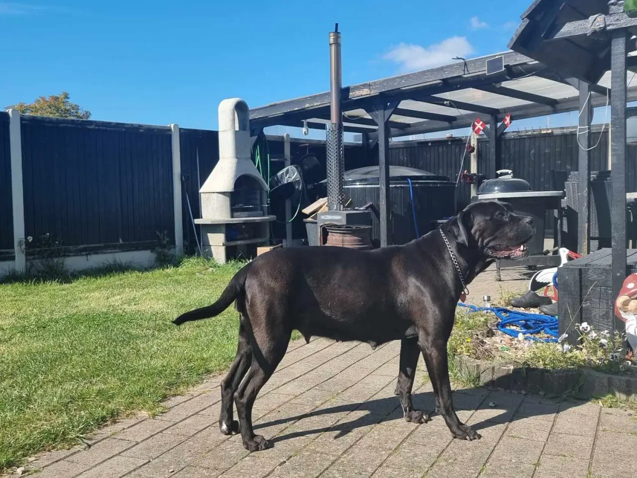 Billede 5 - Cane Corso Hvalpe 