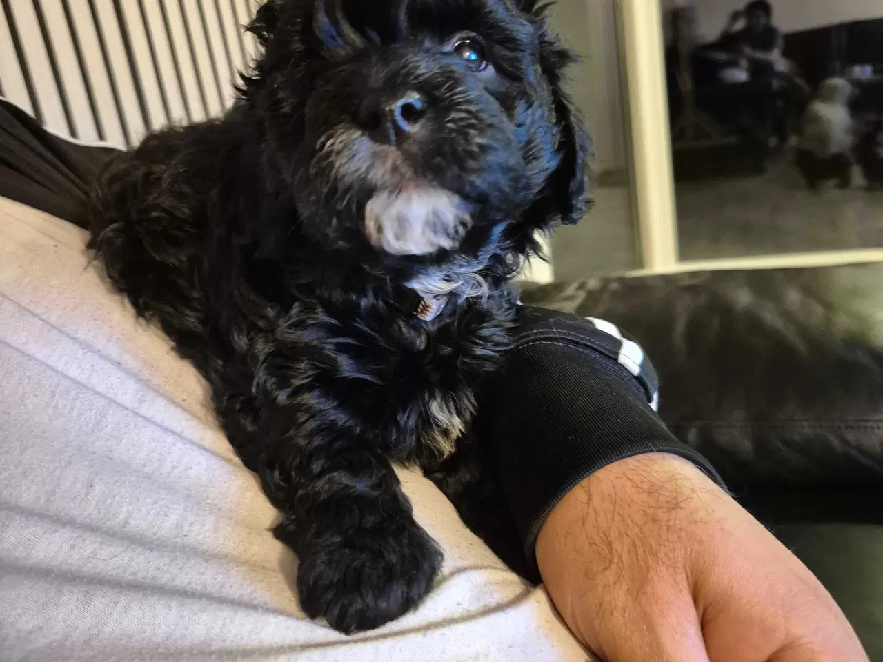 Billede 9 - Havapoo  F1-hvalpe