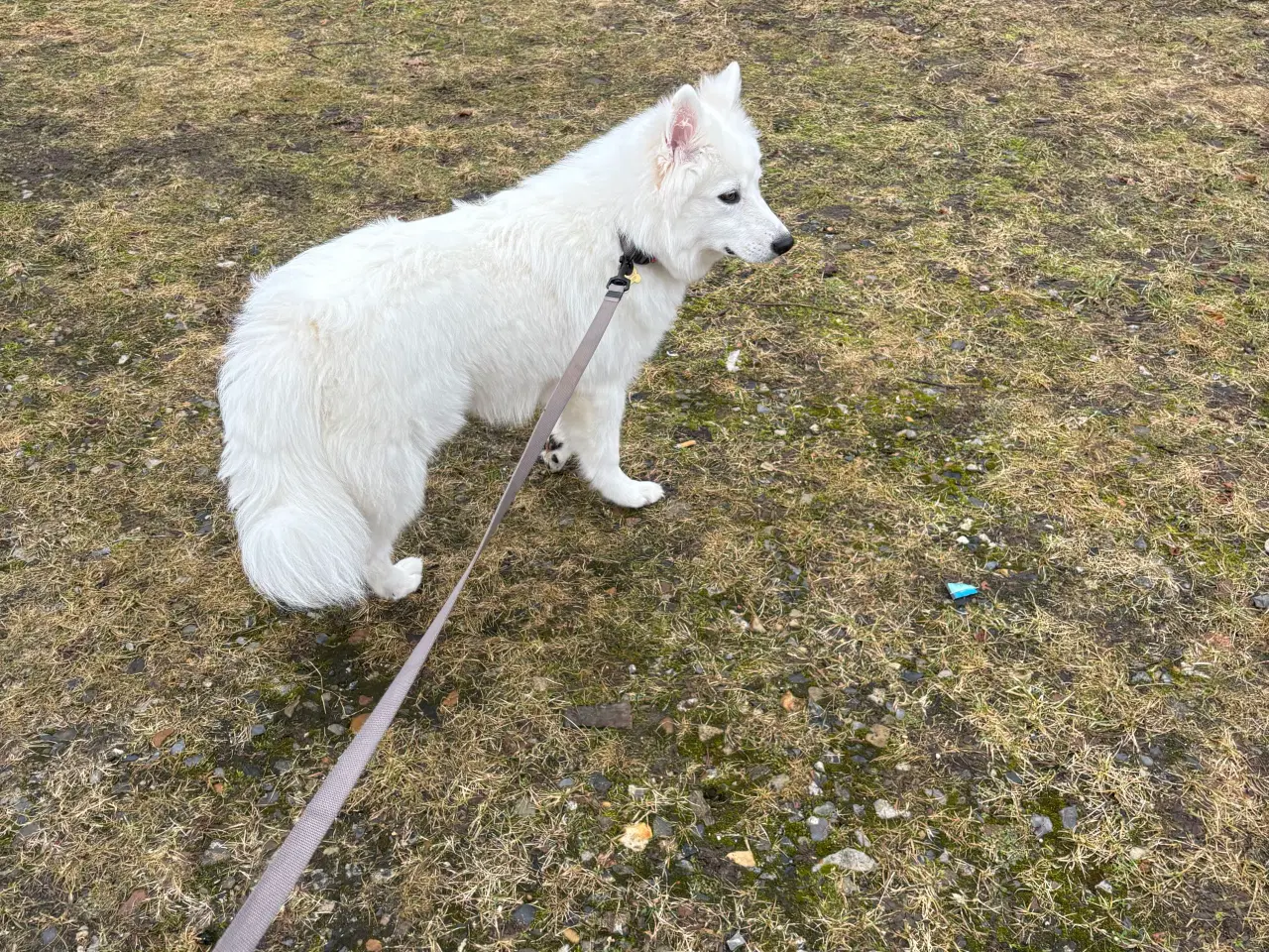 Billede 1 - Samojede