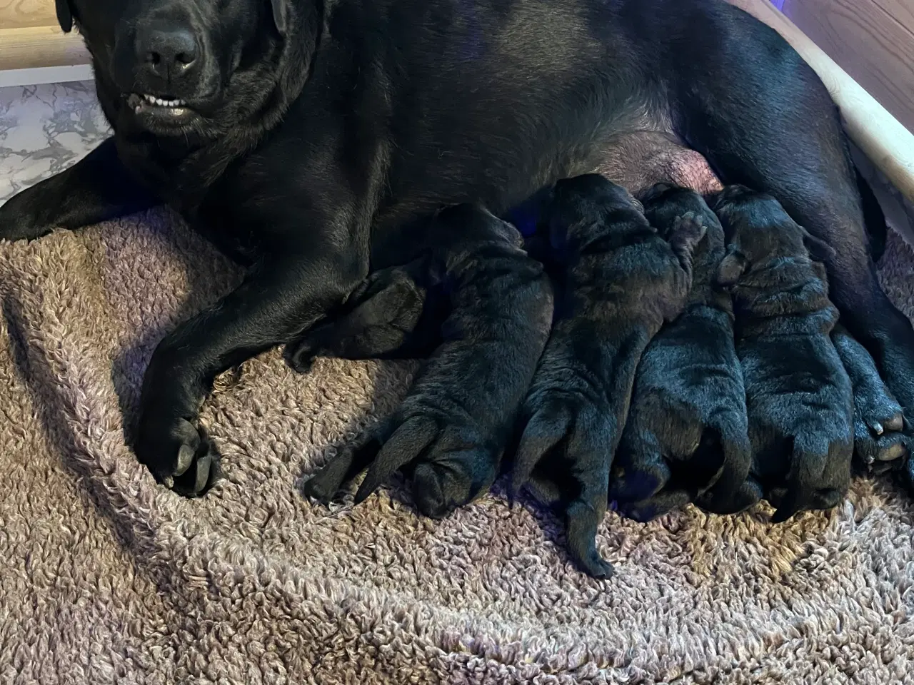 Billede 7 - Labradorhvalpe af ‘gammeldags’ type