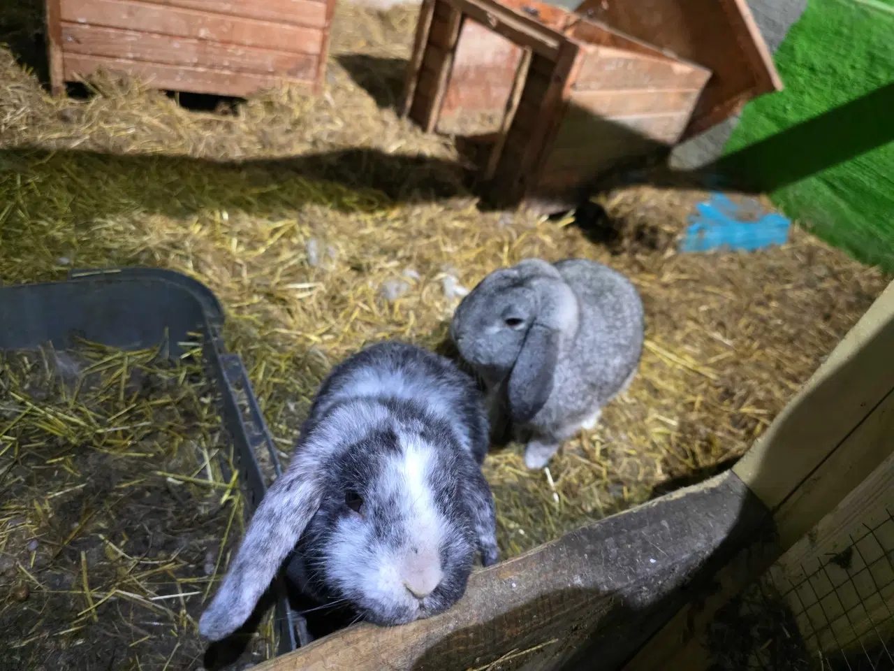 Billede 2 - Gratis kaniner