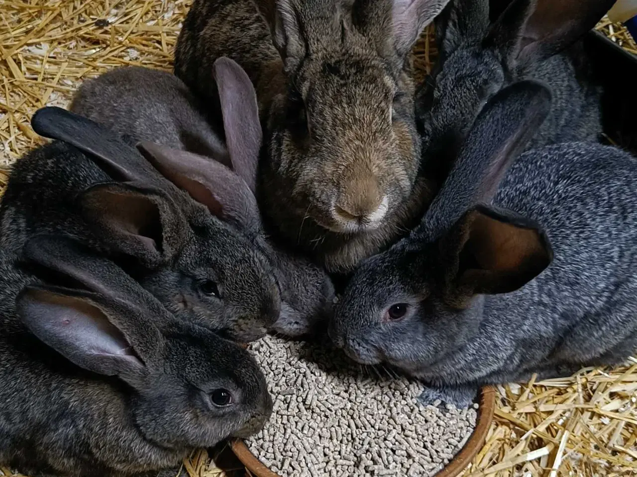 Billede 3 - 6 belgiske kæmper søger nye hjem