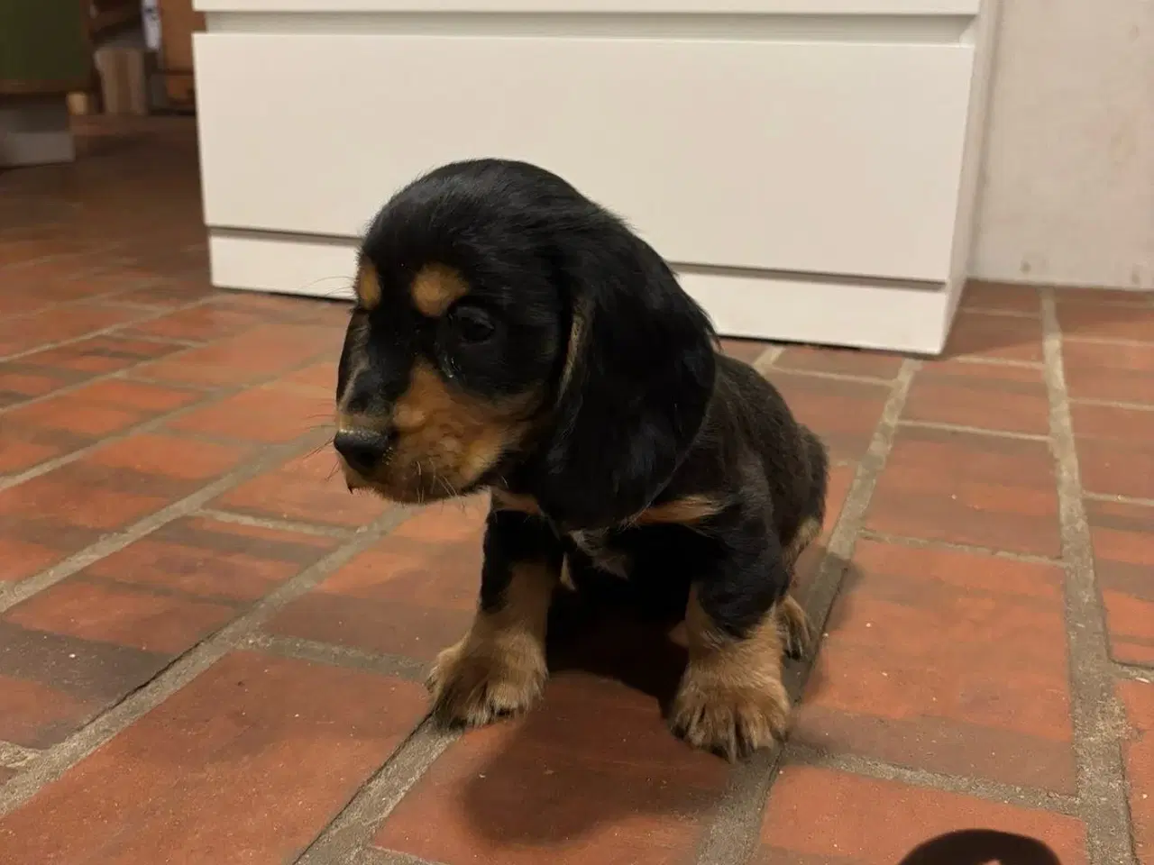 Billede 4 - Cocker spaniel - Blandings hvalpe 