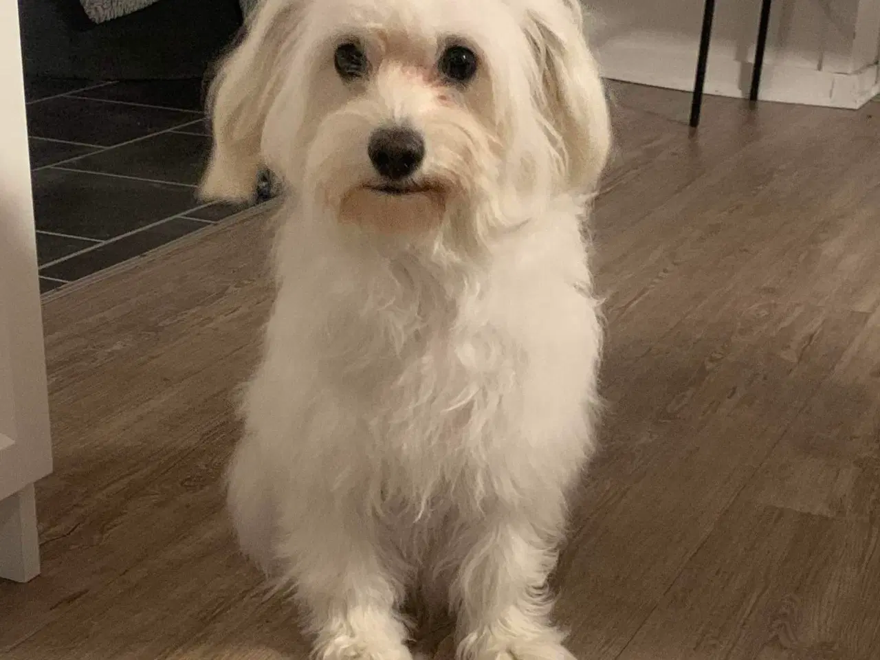 Billede 6 - Coton de Tulear / Bichon Havanais blandinger