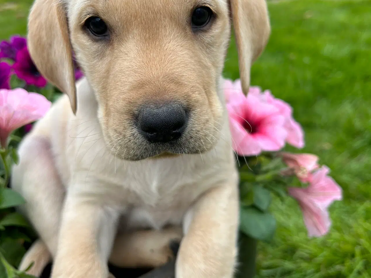 Billede 6 - Racerene RED FOX labrador af bedste familliehunde 