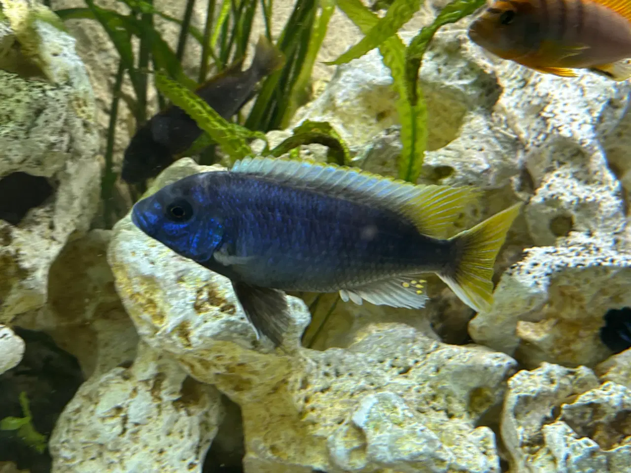 Billede 7 - Labidochromis Hongi og andre