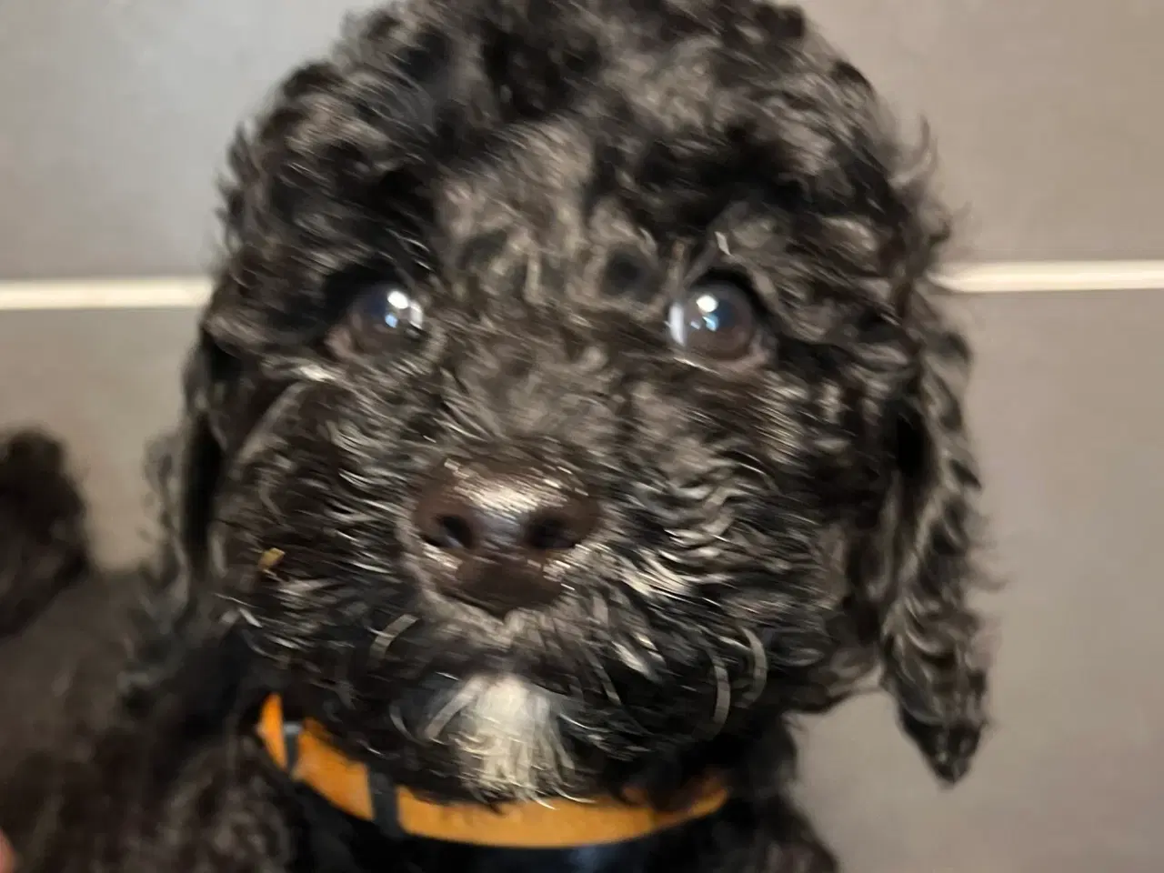 Billede 2 - Rejseklar! Skøn lille Labradoodle pige 