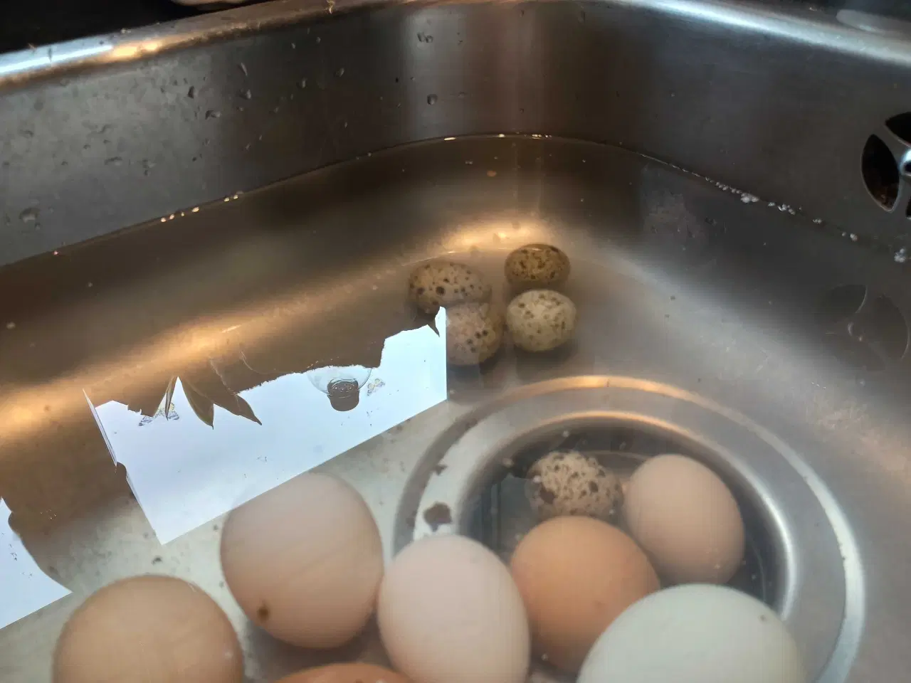 Billede 2 - Multifarvede rugeæg 