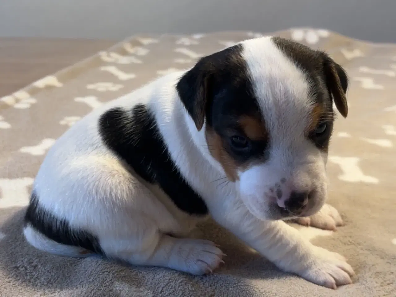 Billede 4 - Jack Russel hvalpe