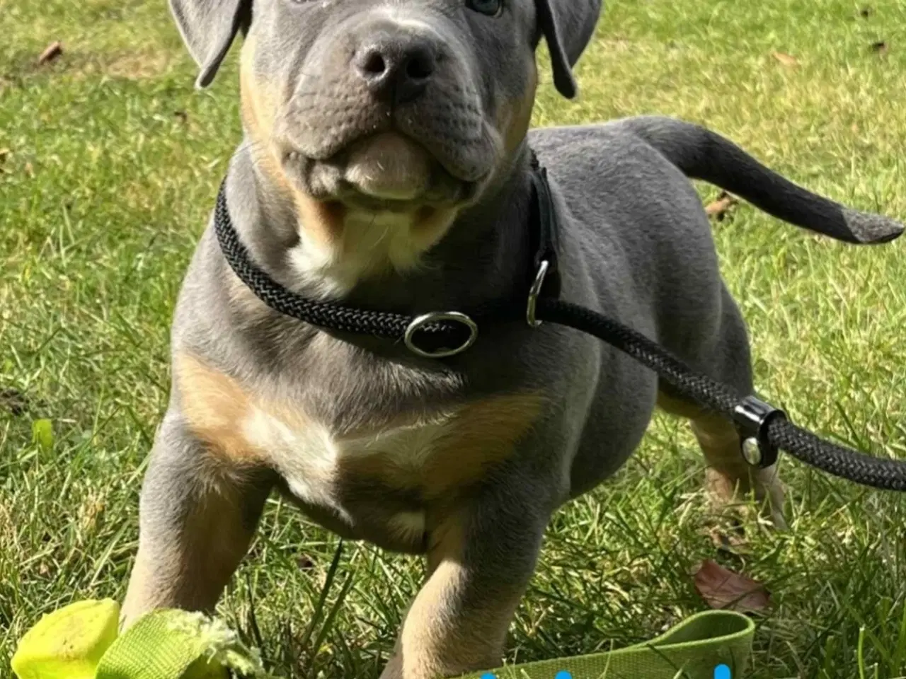 Billede 7 - 🐶 American Bully hvalpe – showkvalitet & familiev