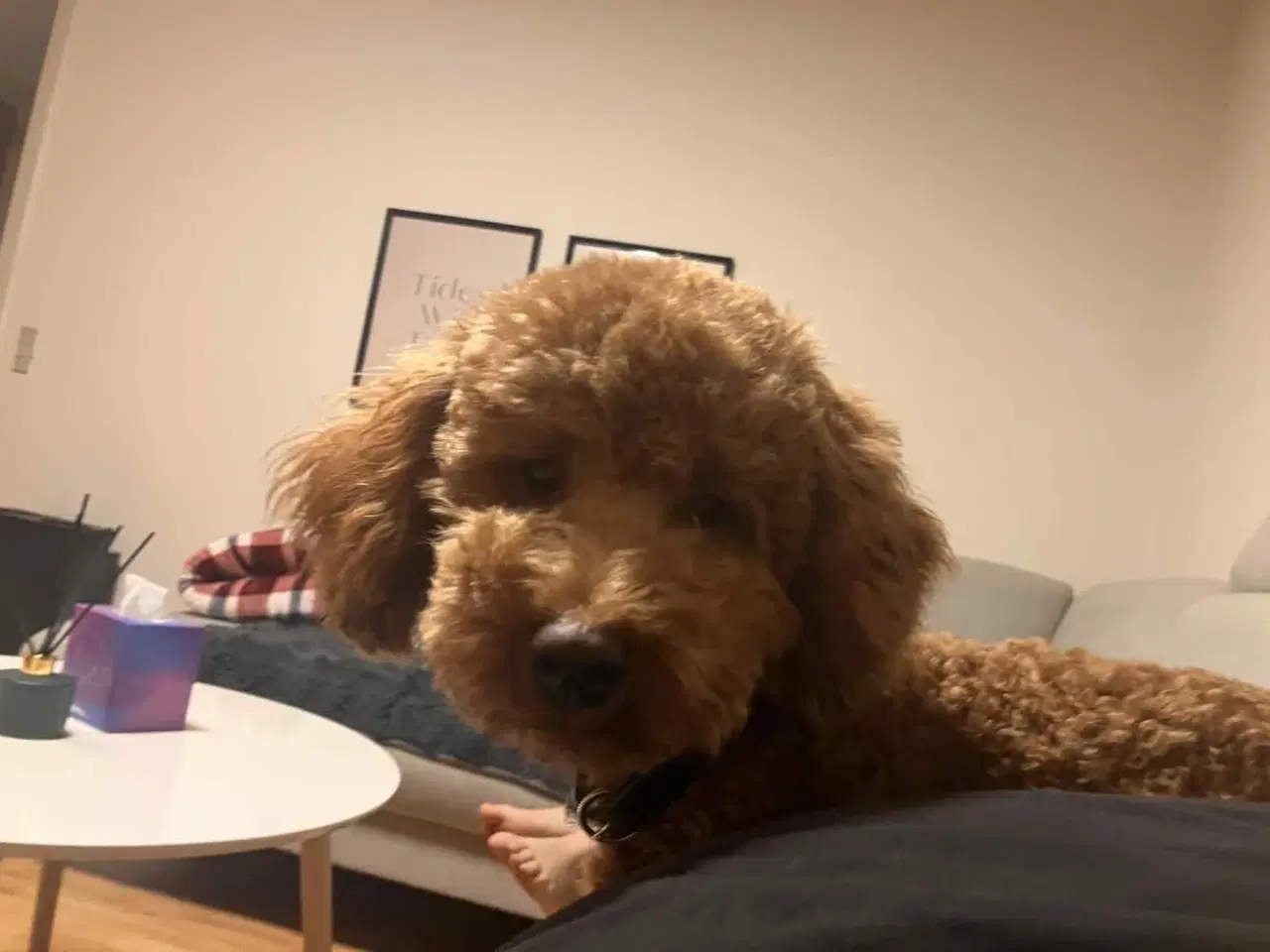 Billede 1 - Dværgpuddel Lui