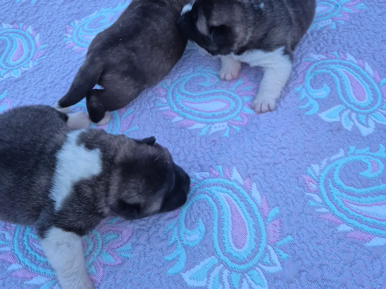 Billede 2 - Hundehvalpe American Akita