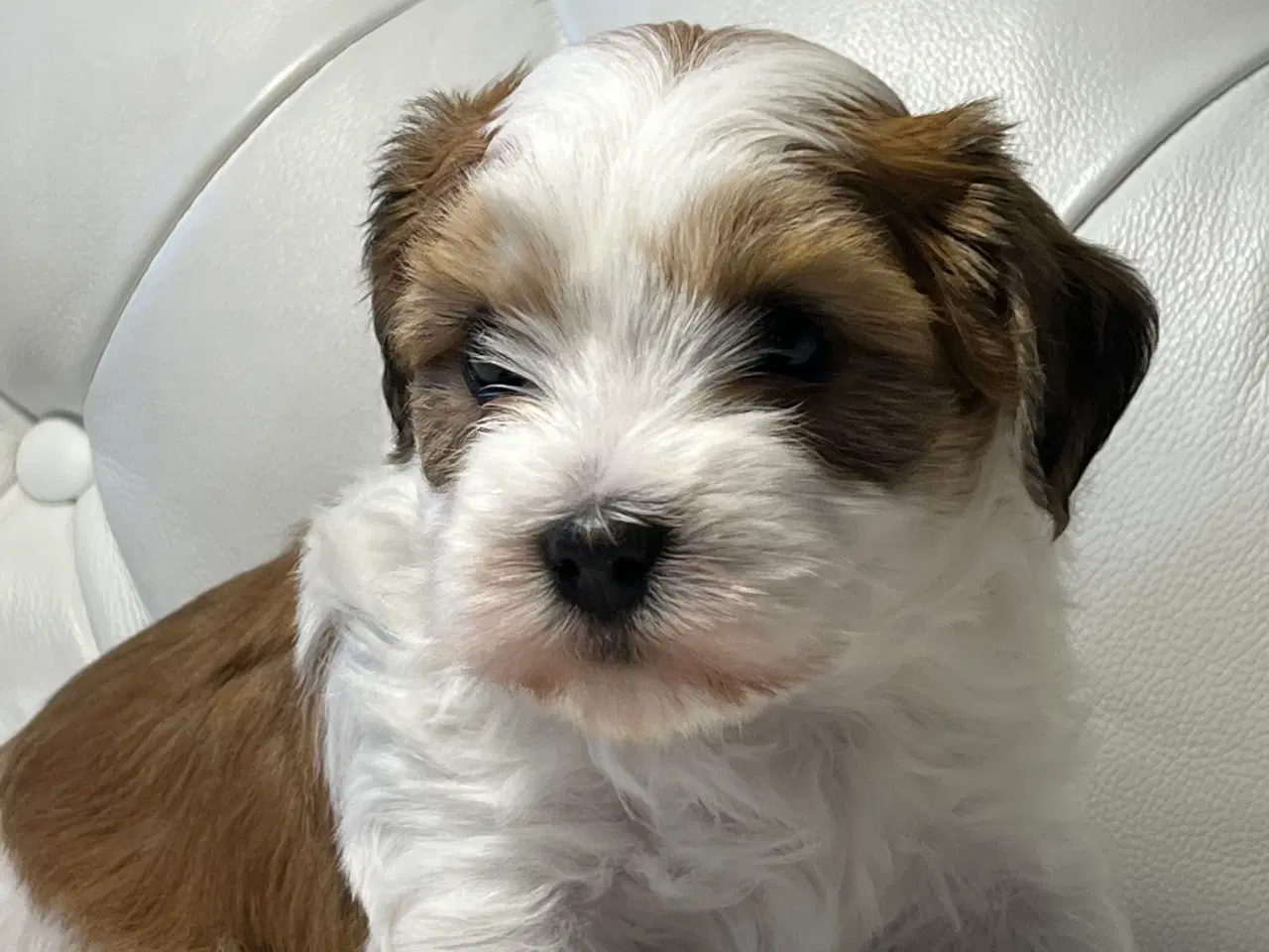 Billede 11 - 💙Skal Ditlev være din 💙