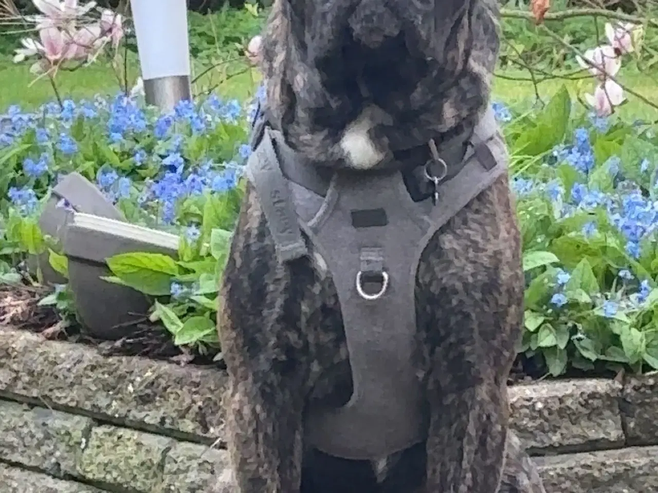 Billede 1 - Cane Corso 3 år