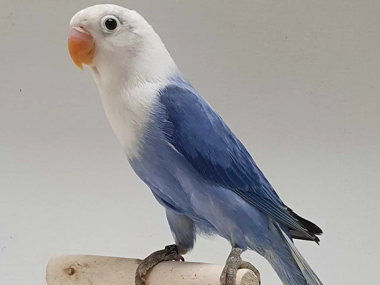 Billede 5 - Violblå Opaline Dværgpapegøje