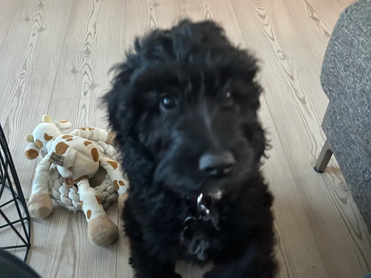 Billede 4 - Cockapoo hvalp