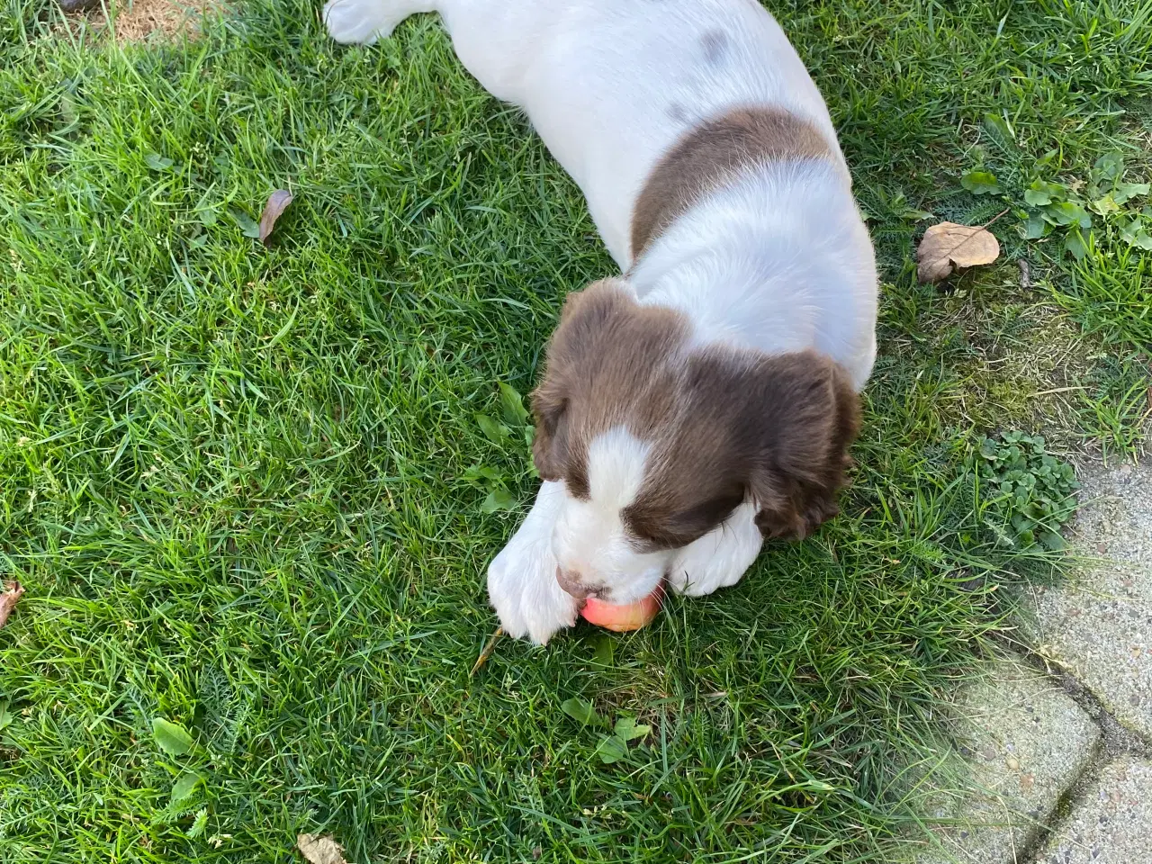 Billede 7 - FT Springer Spaniel - 4 hanner klar til nye hjem