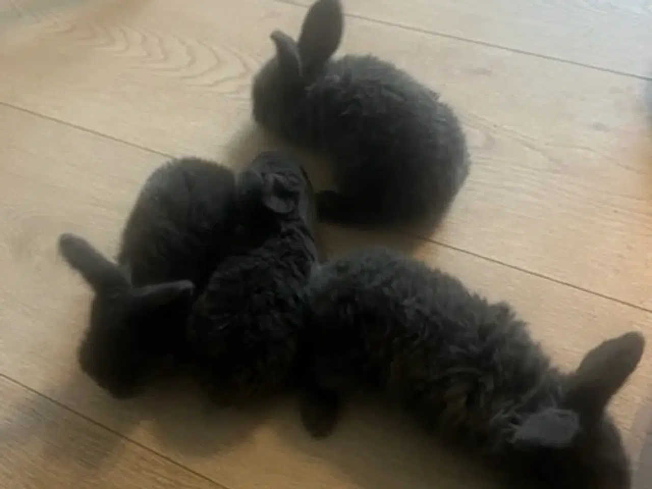 Billede 5 - Harekillinger 5 Stk.