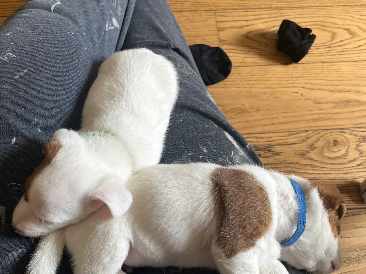 Billede 3 - Jack Russel Han hund