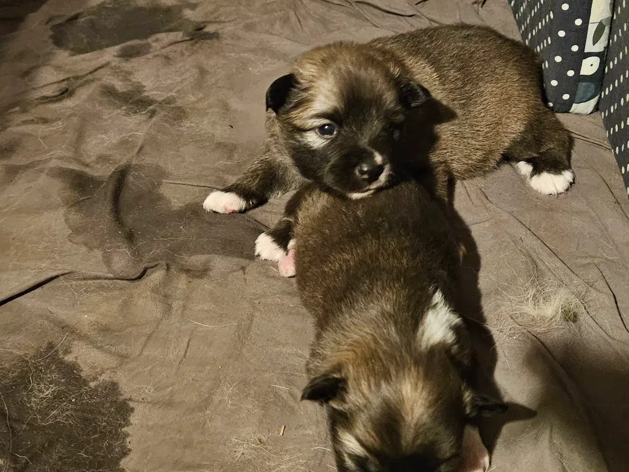 Billede 4 - Islandsk fårehunde hvalpe