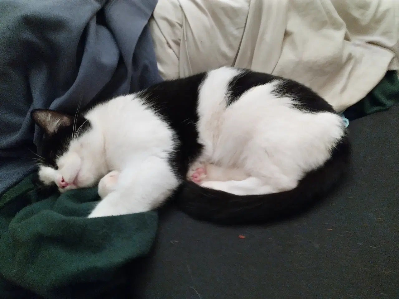 Billede 4 - Hund kat med tilbehør