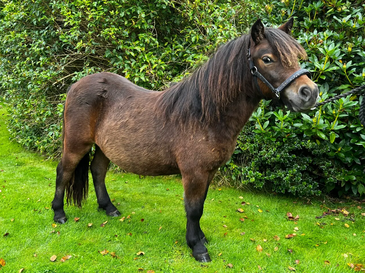 Billede 3 - Skøn ung shetlænder vallak