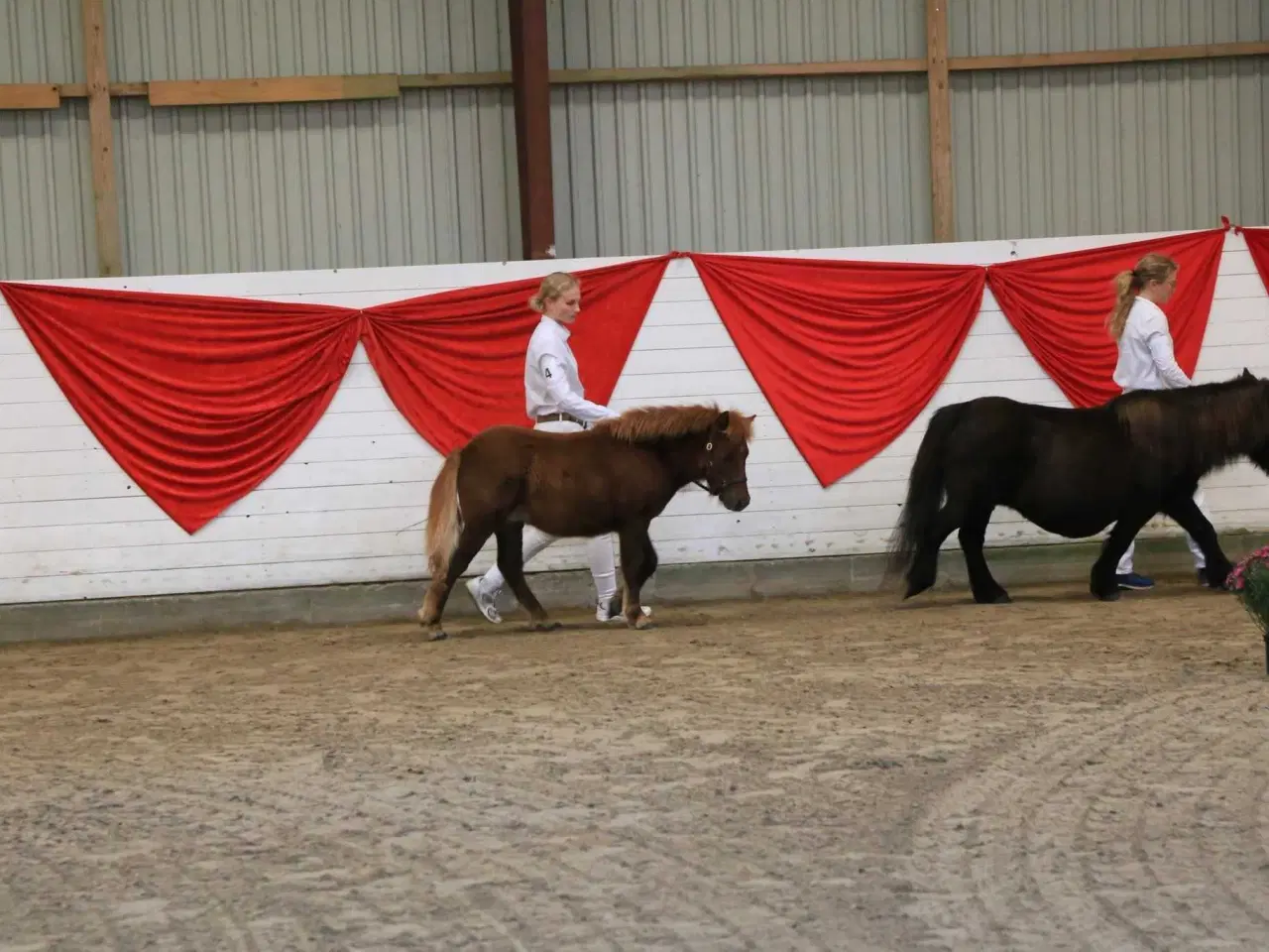Billede 4 - Sønderskovs Formidable 6mdr hingst.