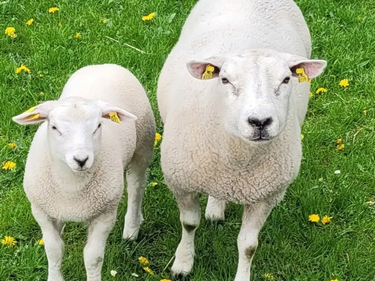 Billede 3 - Texel får med 1 lam