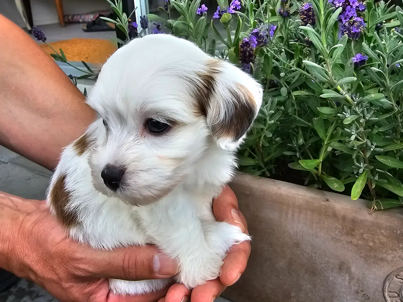 Billede 3 - Ægte Bichon havanais pige