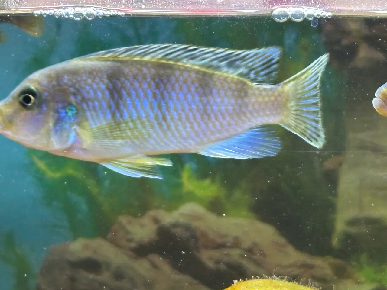Billede 4 - Malawi Cichlider, pragtsmerlinger mm søger nyt van