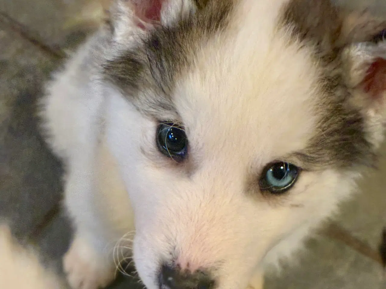 Billede 4 - Smukke slædehunde