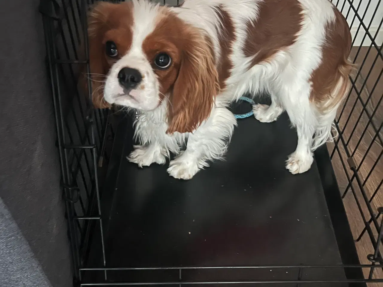 Billede 2 - Hundebur til mellemstørrelse hund